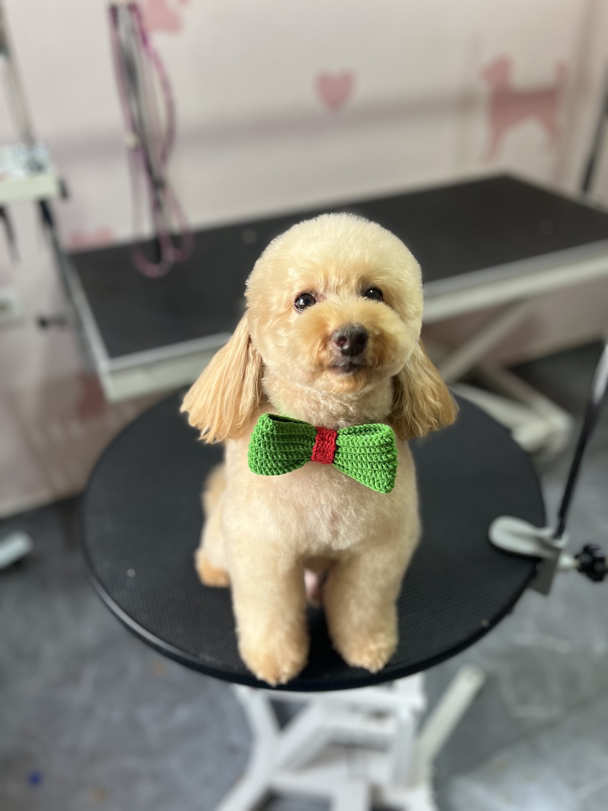 Pet Kuaför Nida